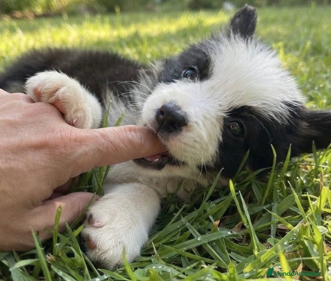 Border Collie perros Border collie  - Anuncio 2