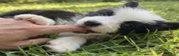 Border Collie perros en venta: Border collie  - Anuncio 1