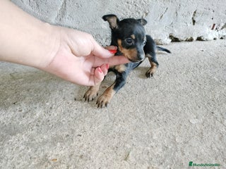 Pinscher Miniatura perros en Badajoz - Anuncio 25