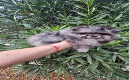 Pomerania perros en venta: Espectacular pomerania merle  - Imagen 1