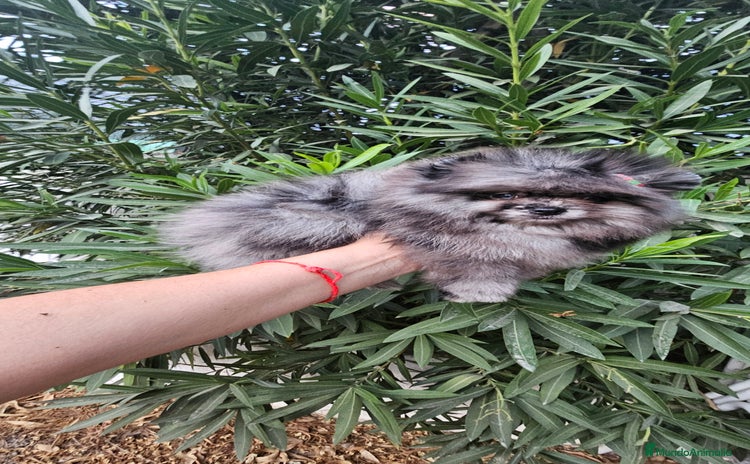 Pomerania perros - Anuncio 5