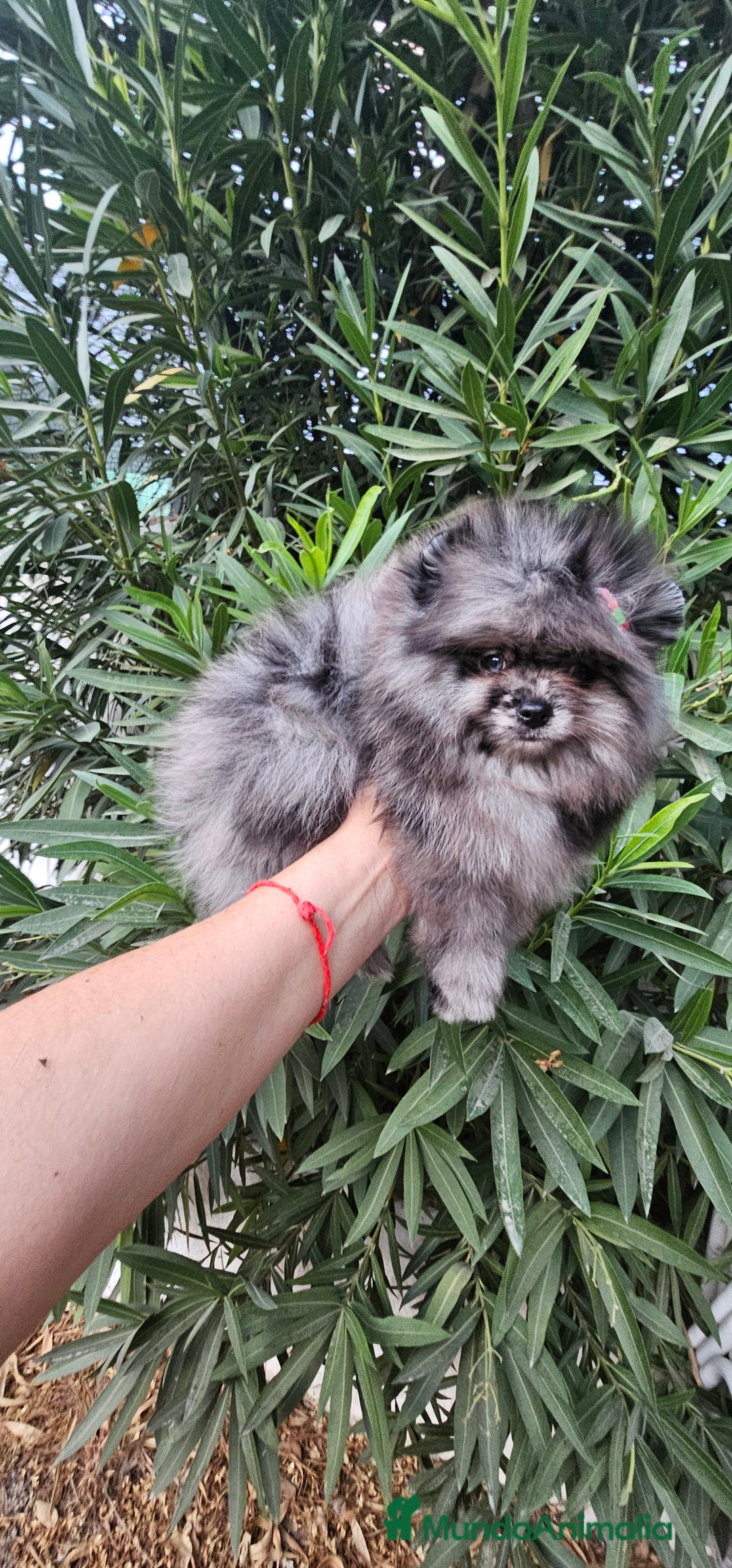Pomerania perros en venta: Espectacular pomerania merle  - Imagen 1