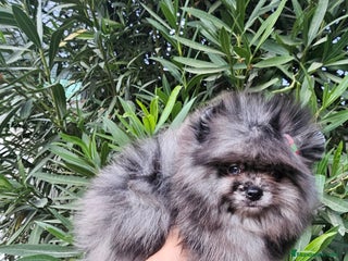 Pomerania perros - Anuncio 38
