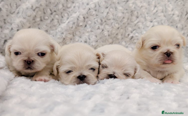 Pekinés perros - Propaganda 2