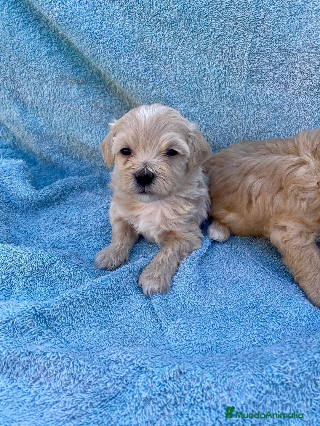 Maltipoo perros en venta: MALTIPOOS - Anuncio 6