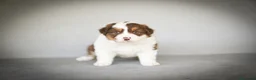 Pastor Australiano perros en venta: Cachorros Pastor Australiano - Anuncio 14