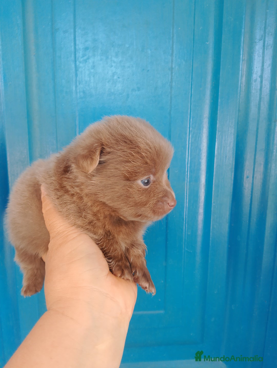 Pomerania perros en venta: Pomchi machos y una hembra exclusiva azul  - Imagen 1
