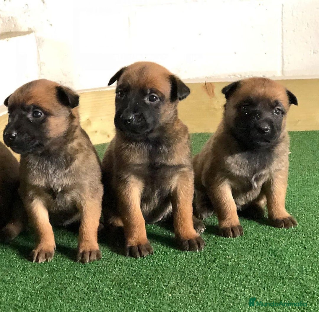 Pastor Belga Malinois perros en venta: CAMADA DE PASTOR BELGA MALINOIS DISPONIBLE 🐾 - Anuncio 2