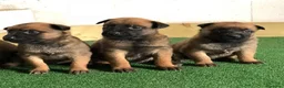 Pastor Belga Malinois perros en venta: CAMADA DE PASTOR BELGA MALINOIS DISPONIBLE 🐾 - Anuncio 2