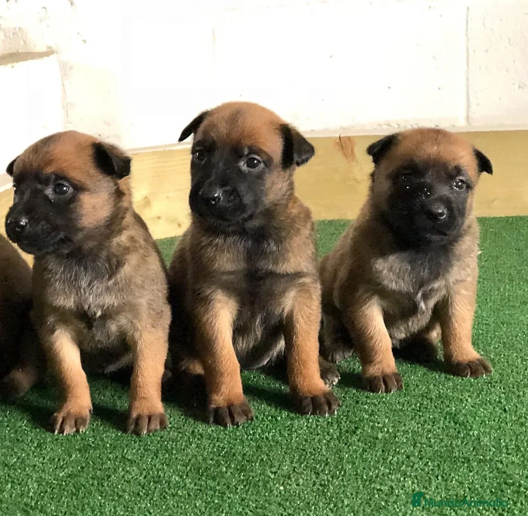 Pastor Belga Malinois perros en venta: CAMADA DE PASTOR BELGA MALINOIS DISPONIBLE 🐾 - Anuncio 2