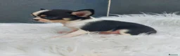 Chihuahua perros en venta: Cachorros de chihuahua mini Toy  - Anuncio 8