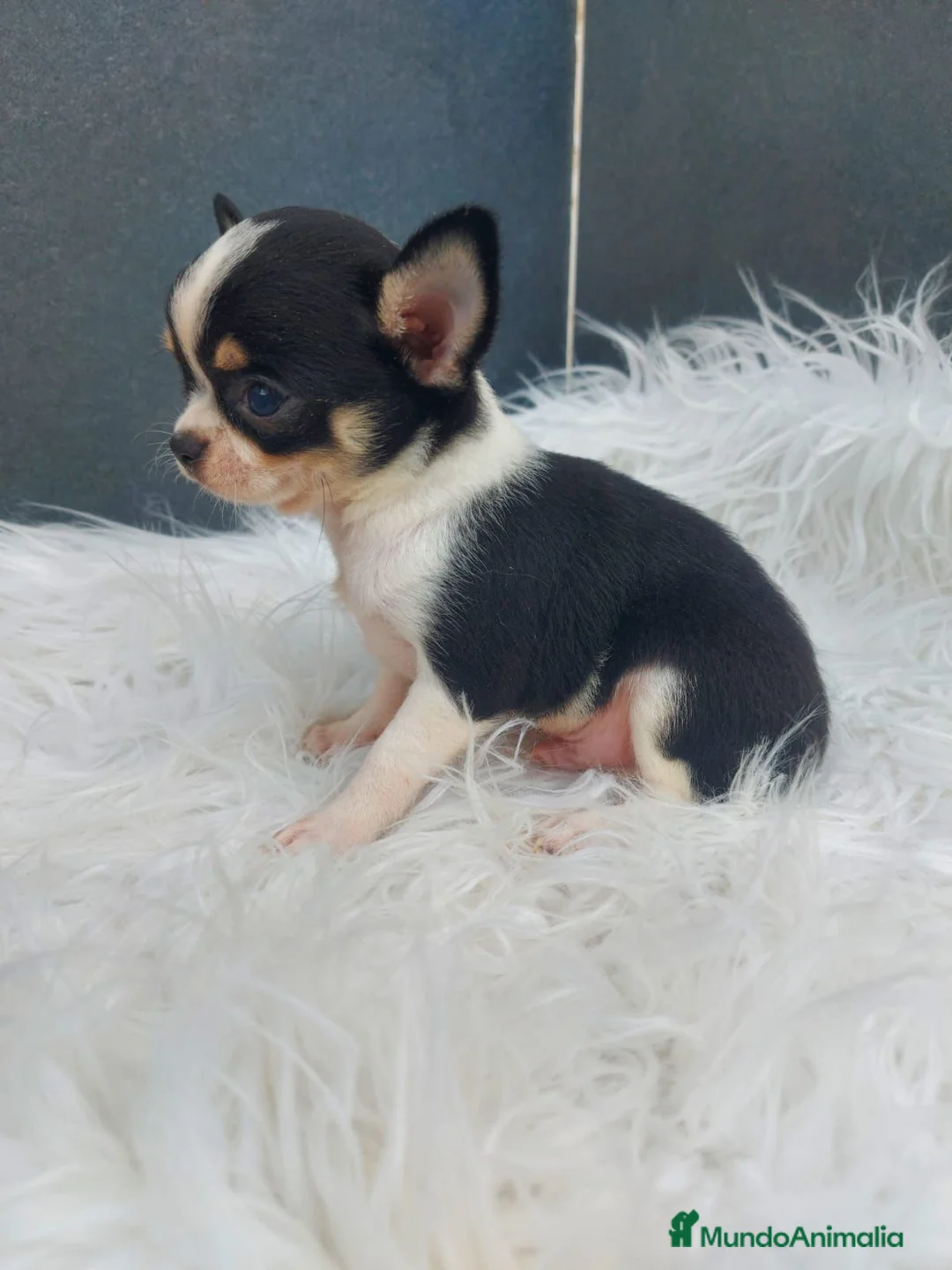 Chihuahua perros en venta: Cachorros de chihuahua mini Toy  - Anuncio 8