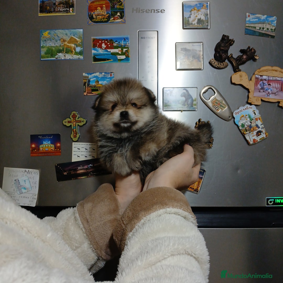 Pomerania perros en venta: Pomerania machitos línea rusa y coreana  - Imagen 4