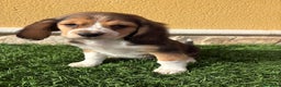Beagle perros en venta: Espectacular cachorro de Beagle - Anuncio 16