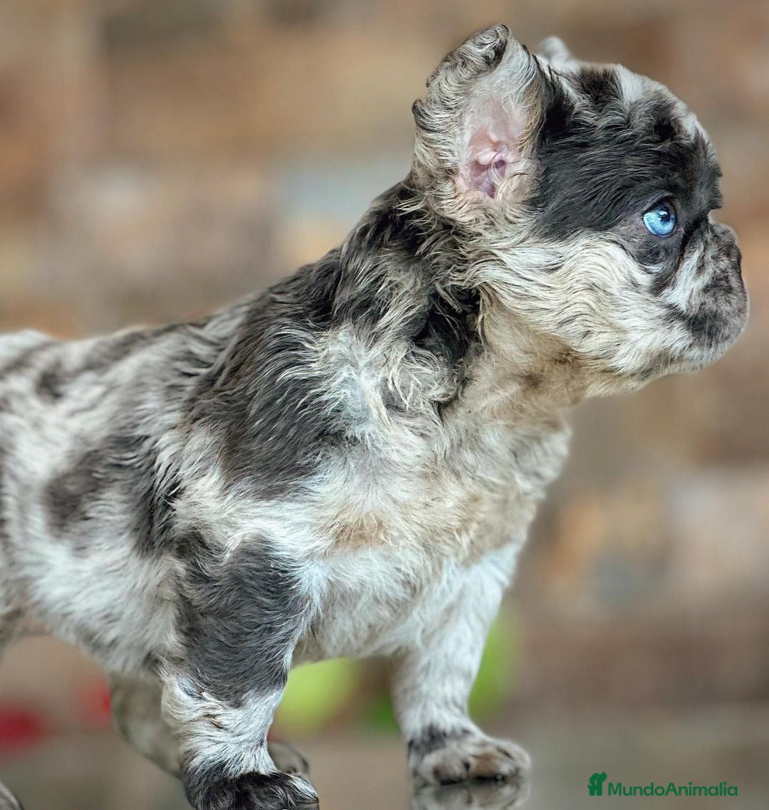 Bulldog Francés perros en venta: Exóticos bulldog francés !  - Anuncio 6