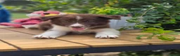 Border Collie perros en venta: Excelente camada de border collie - Anuncio 8