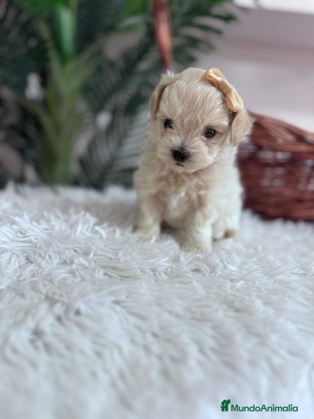 Maltipoo perros en venta: MALTIPOO HEMBRA - Imagen 11