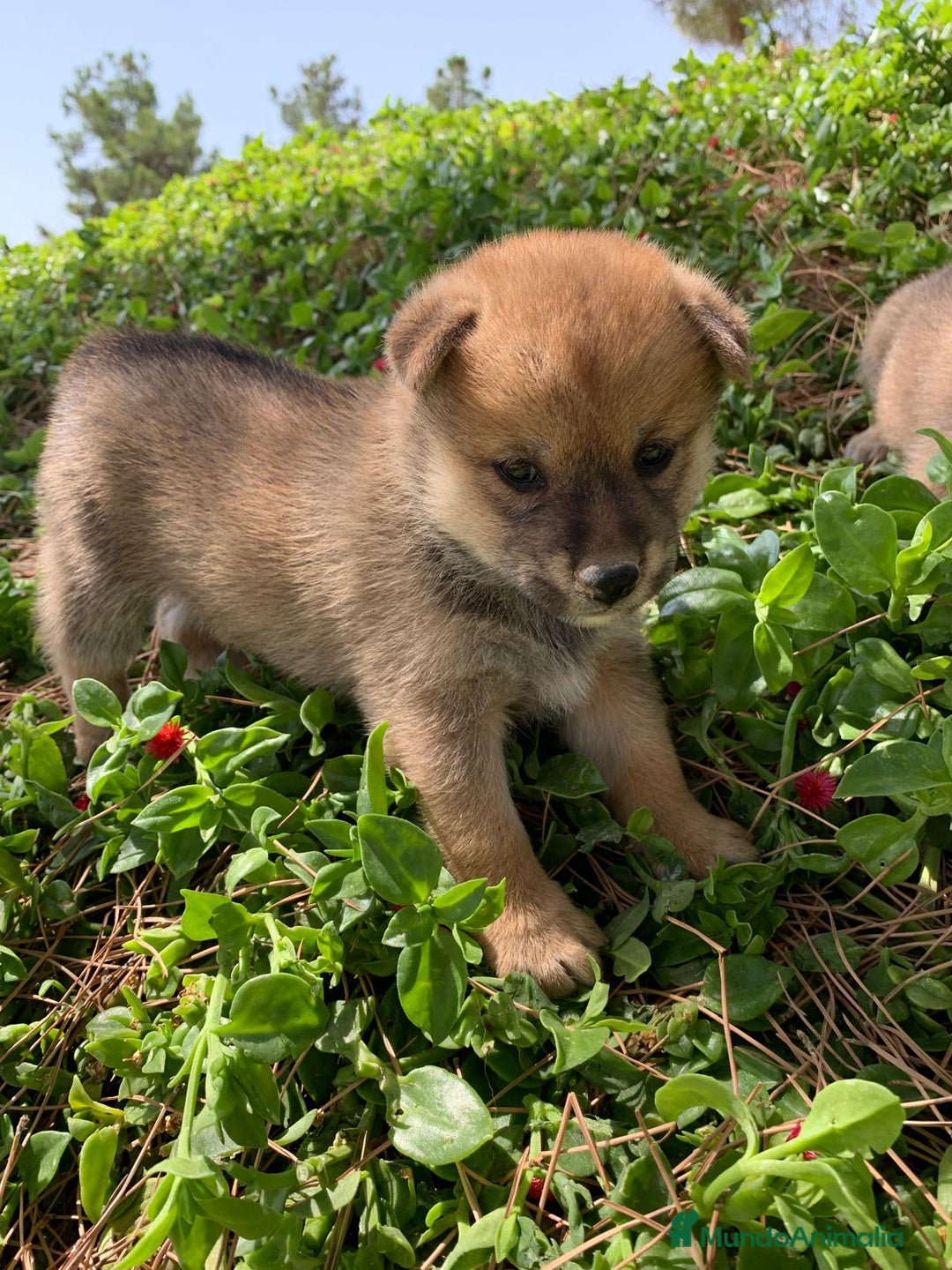 Shiba Inu perros en venta: SHIBA INU - Imagen 16