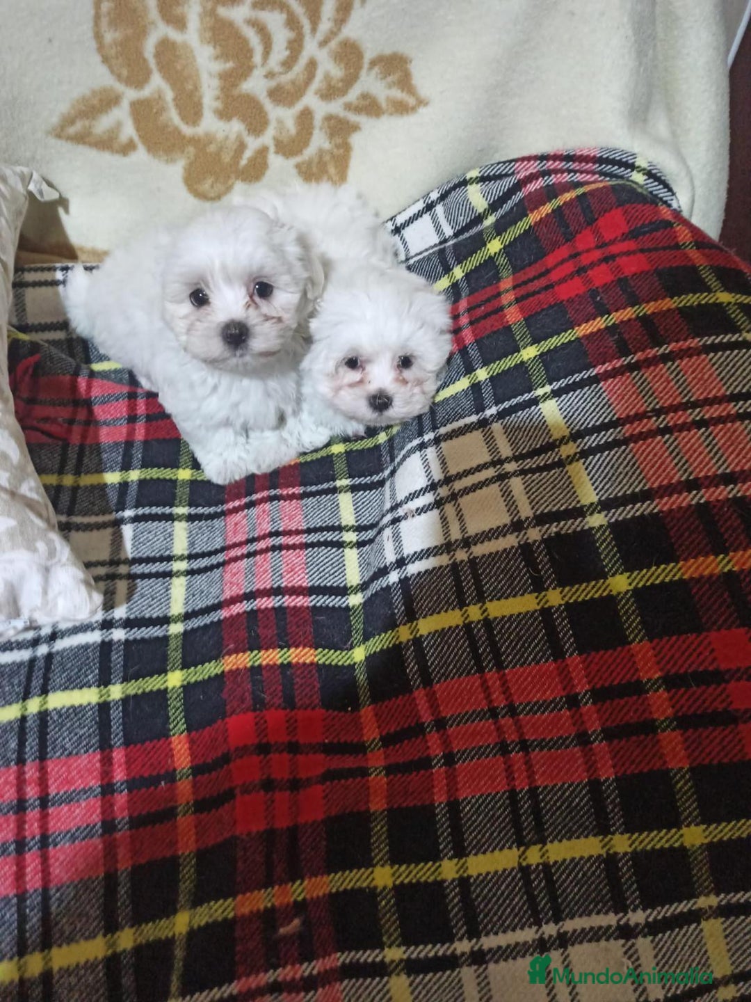 Bichón Maltés perros en venta: Bichón Maltés  - Anuncio 2