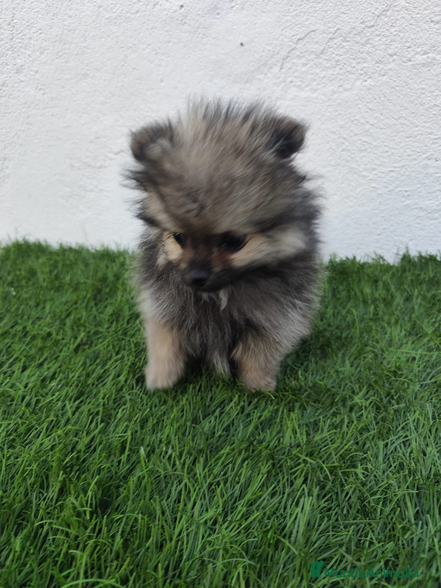 Pomerania perros en venta: Pomerania toy  - Anuncio 1
