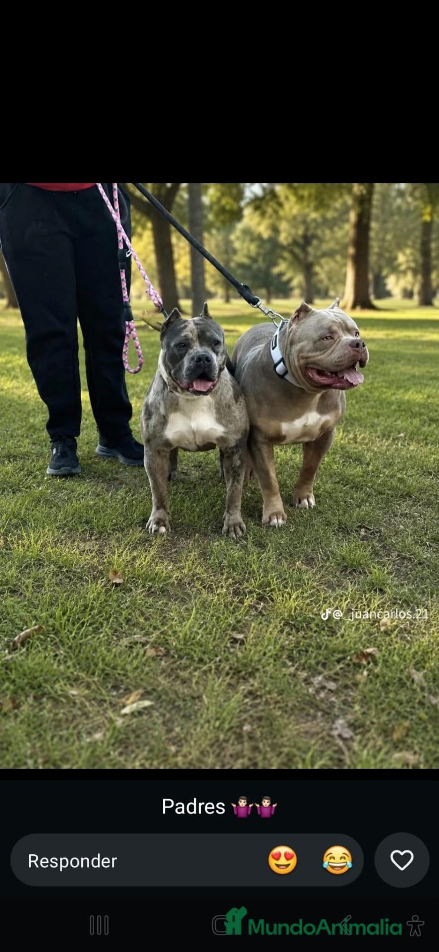 American Bully perros American bully  - Anuncio 1