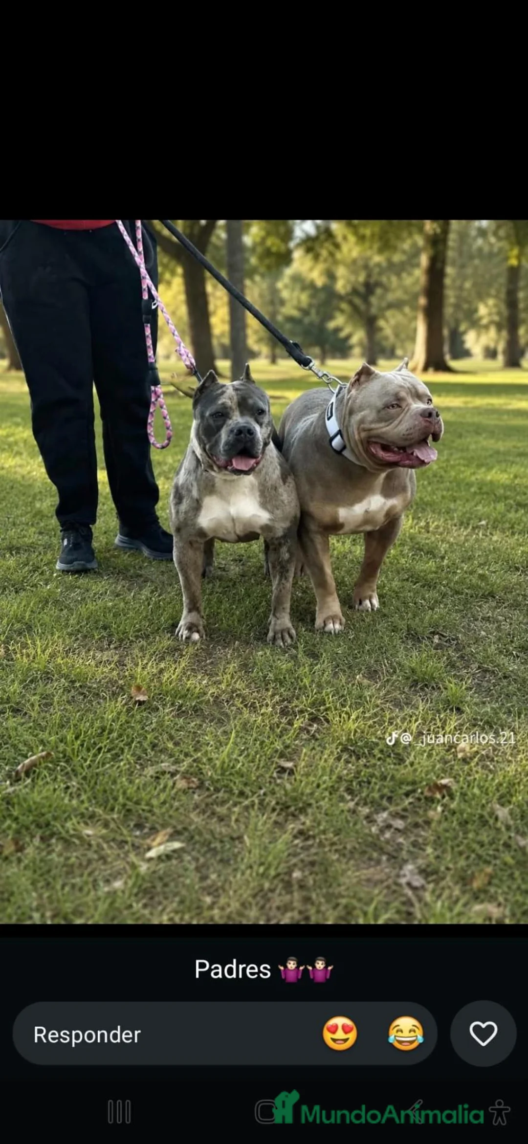 American Bully perros en venta: American bully  - Anuncio 1