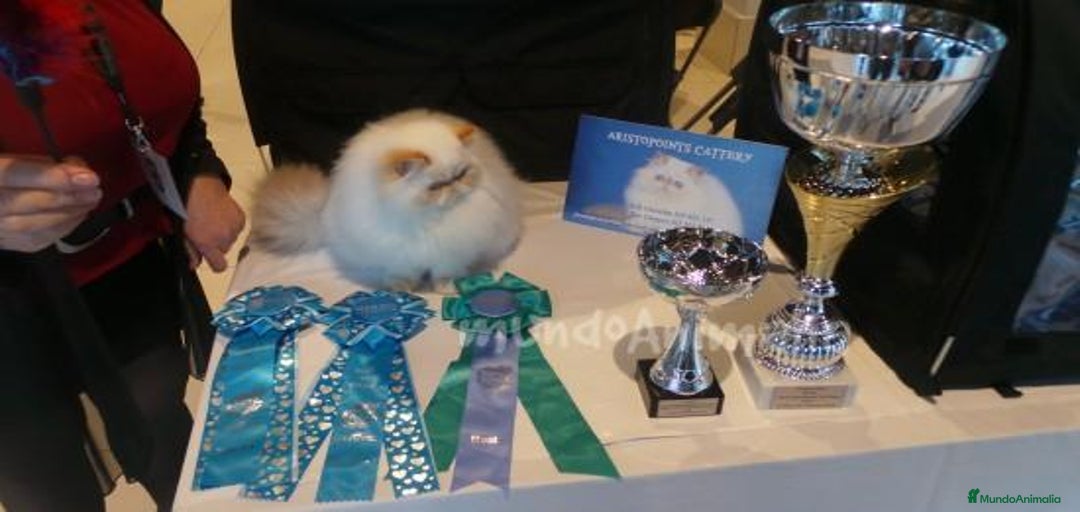 Imagen de galería {{count}}