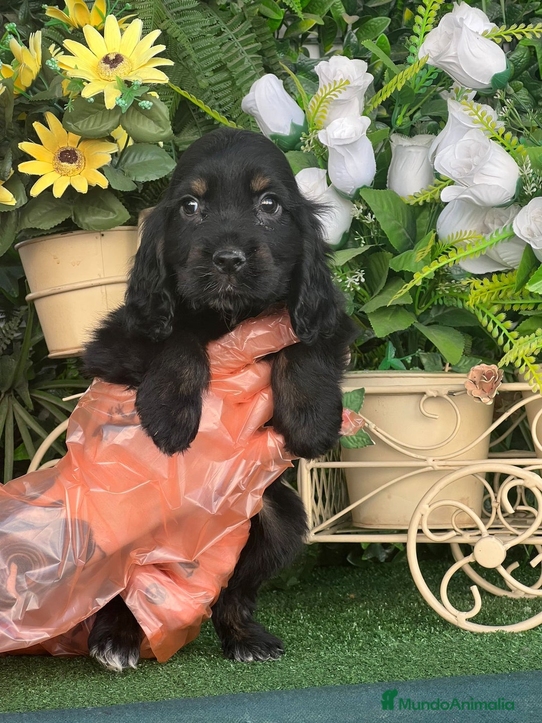 Cocker Spaniel Inglés perros en venta: CAMADA DE COCKER SPANIEL - Imagen 2
