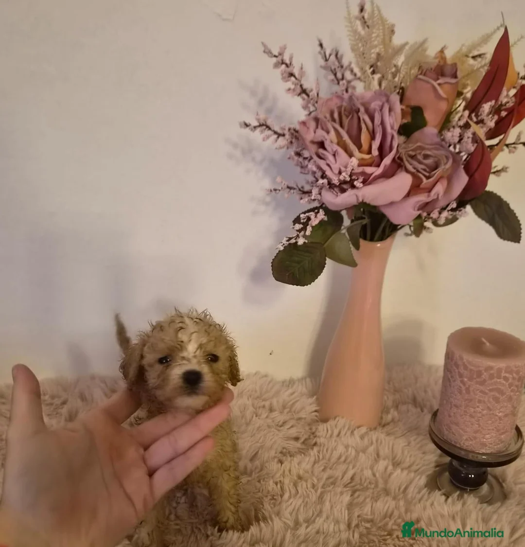 Maltipoo perros en venta: Maltipoo hembra  - Anuncio 2