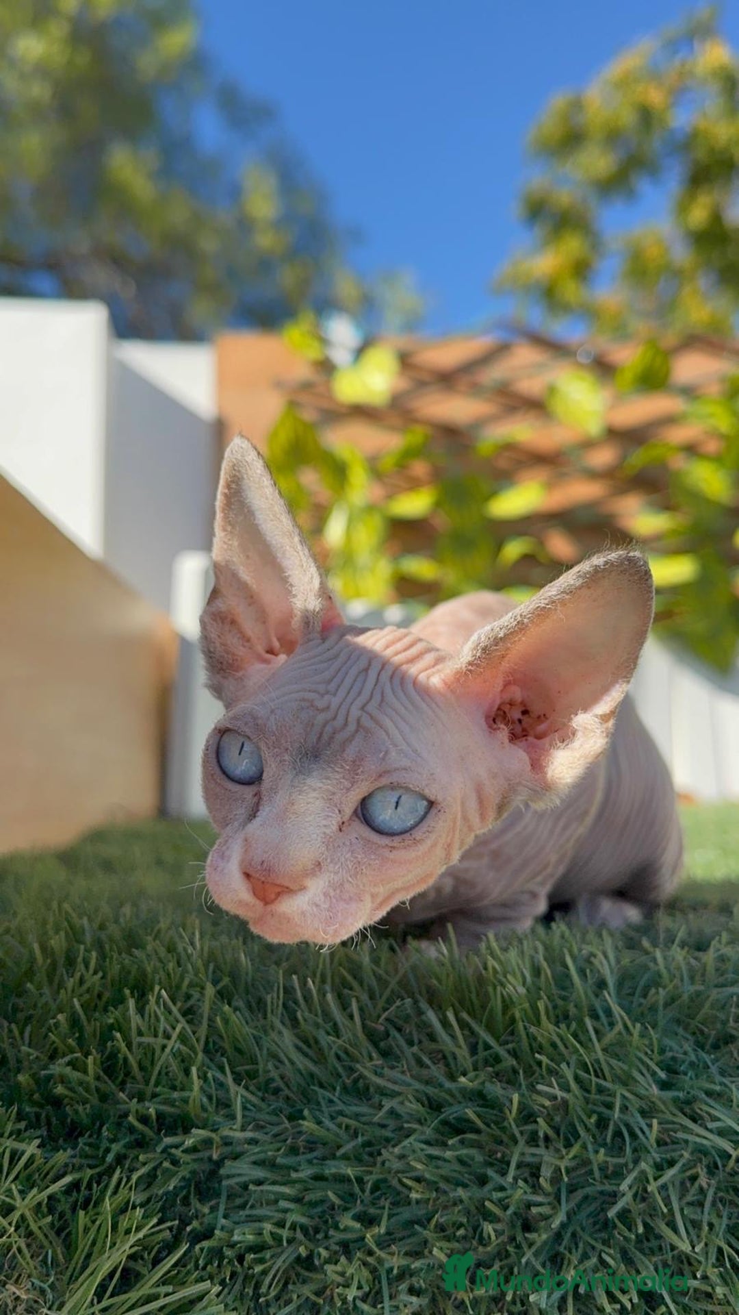 Sphynx gatos en venta: GATITAS SPHYNX - Anuncio 10