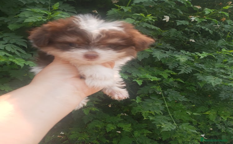 Bichón Maltés perros - Anuncio 4