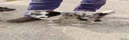 Border Collie perros en venta: Border collie  - Anuncio 11