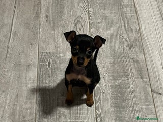 Pinscher Miniatura perros en Badajoz - Anuncio 4