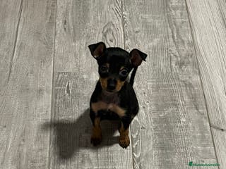 Pinscher Miniatura perros Pincher miniatura en Badajoz - Anuncio 23