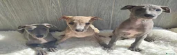 Whippet perros en venta: WHIPPET ÚLTIMA HEMBRA - Anuncio 1