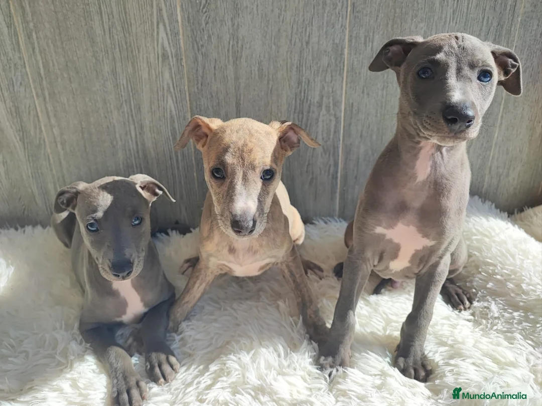 Whippet perros en venta: WHIPPET ÚLTIMA HEMBRA - Anuncio 1