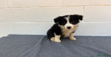 Border Collie perros - Propaganda 6