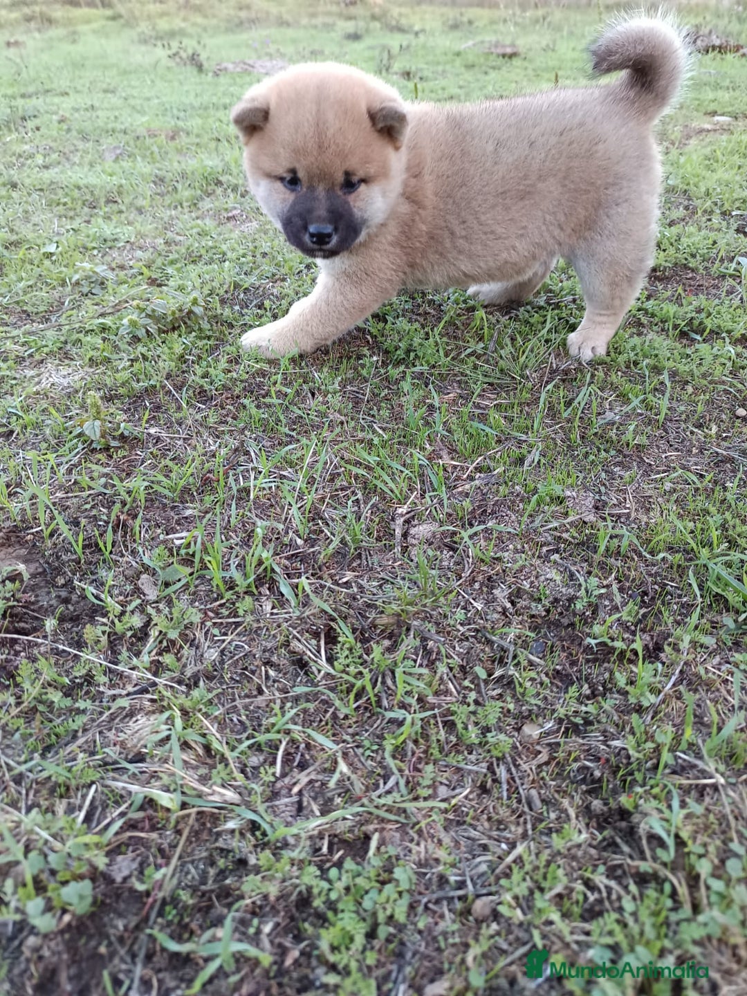 Shiba Inu perros en venta: Cachorros de Shiba Inu  - Imagen 5