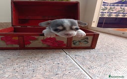 Chihuahua perros en venta: Chihuahua mini toy cabeza manzana  - Imagen 4