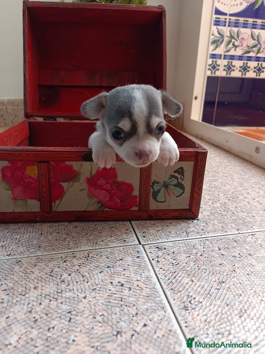 Chihuahua perros en venta: Chihuahua mini toy cabeza manzana  - Imagen 4