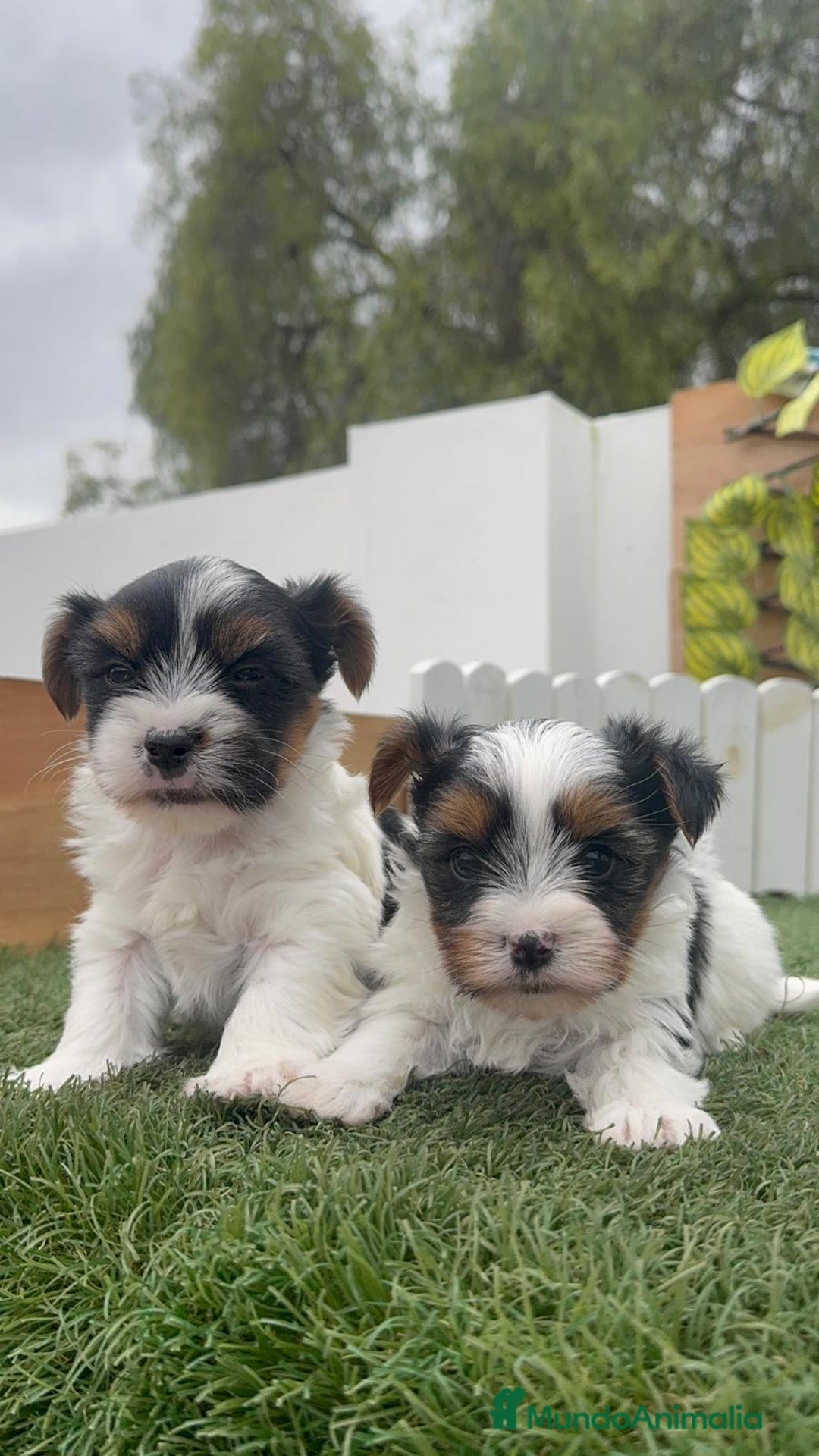 Yorkshire Terrier perros en venta: YORKSHIRE BIEWER MACHO - Anuncio 11