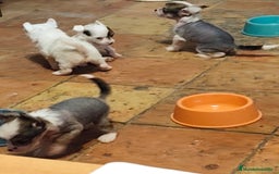 Perro Crestado Chino perros en venta: Increíbles crestado chino!!! - Anuncio 2