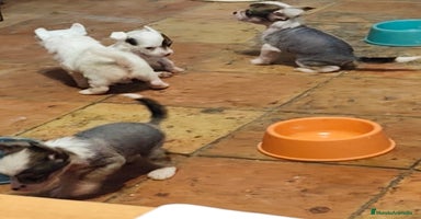 Perro Crestado Chino perros Increíbles crestado chino!!! - Anuncio 1