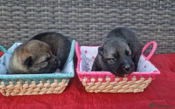 Perro Lobo Checoslovaco perros en venta: Perro lobo/wolfdog  - Imagen 2