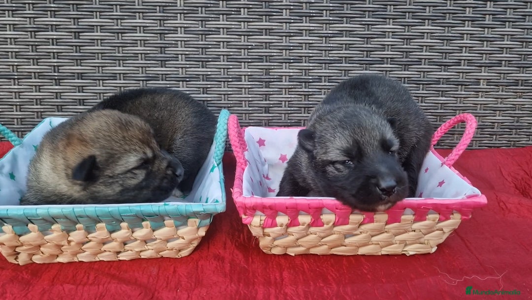 Perro Lobo Checoslovaco perros en venta: Perro lobo/wolfdog  - Imagen 2