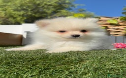 Pomerania perros en venta: POMERANIA - Imagen 17
