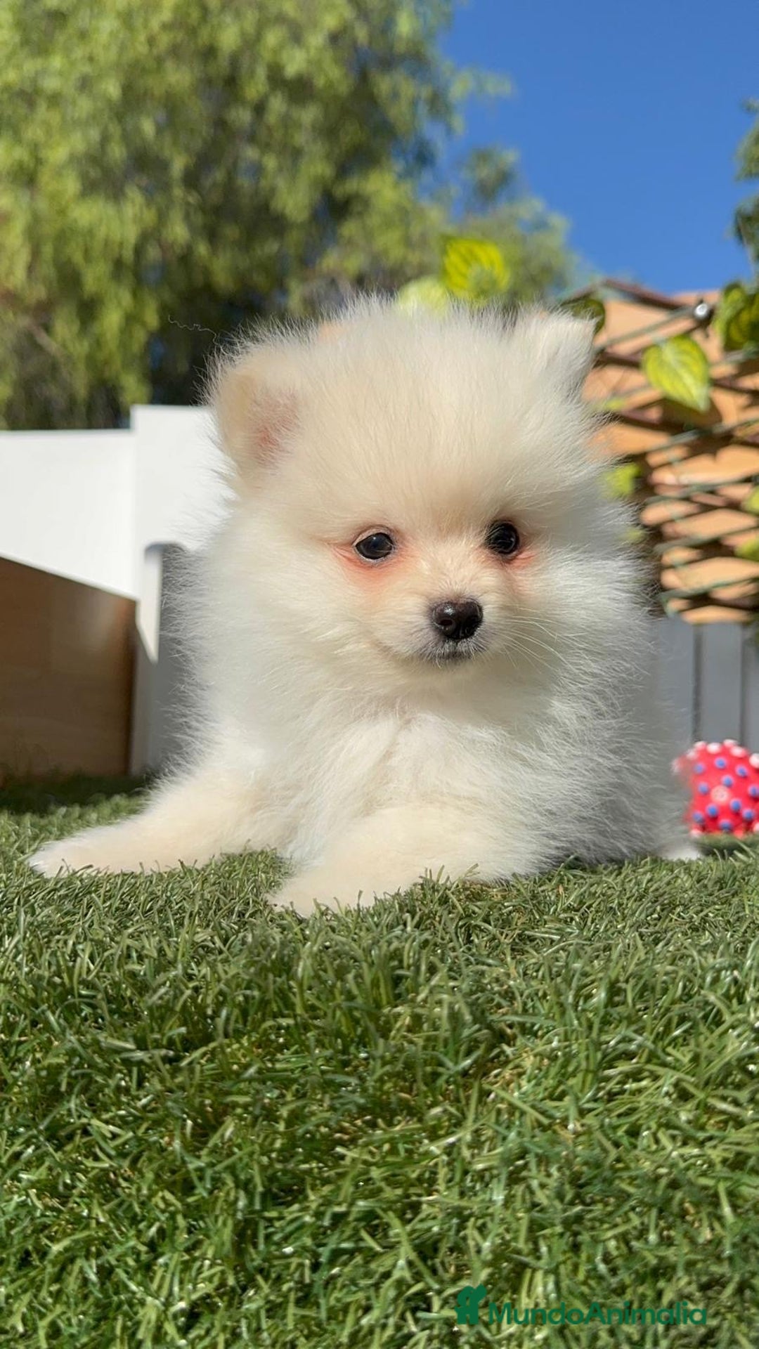 Pomerania perros en venta: POMERANIA - Imagen 17