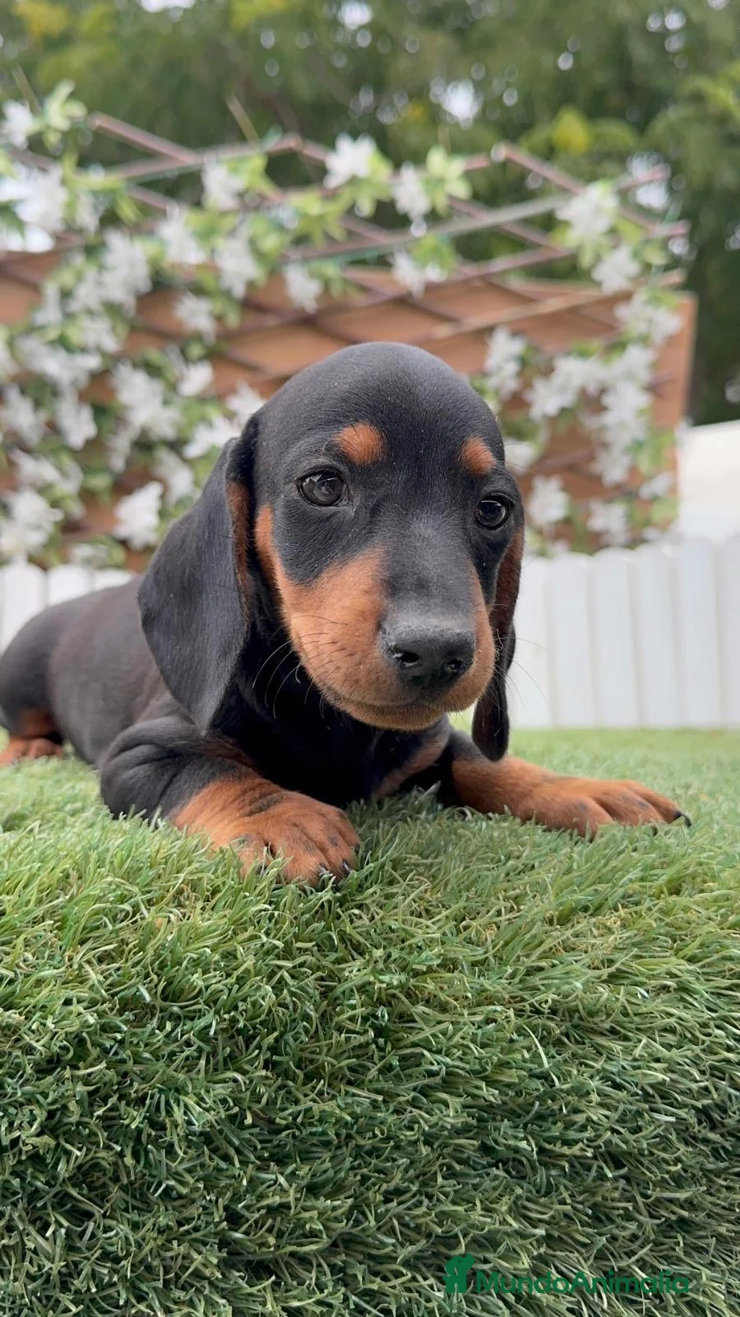 Teckel Miniatura perros en venta: TECKEL MINIATURA – PEQUEÑO, LLENO DE PERSONALIDAD  - Anuncio 2