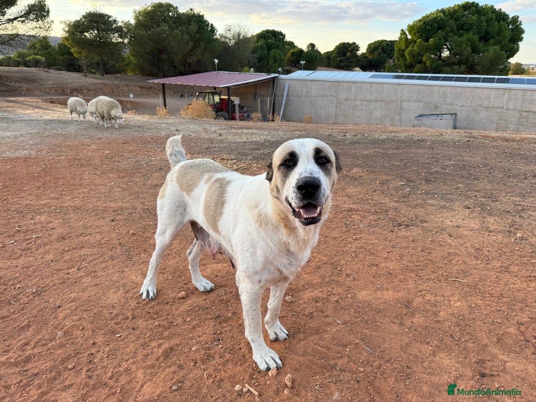 Raza Mixta perros en venta: Mastín español x Alabai - Imagen 1