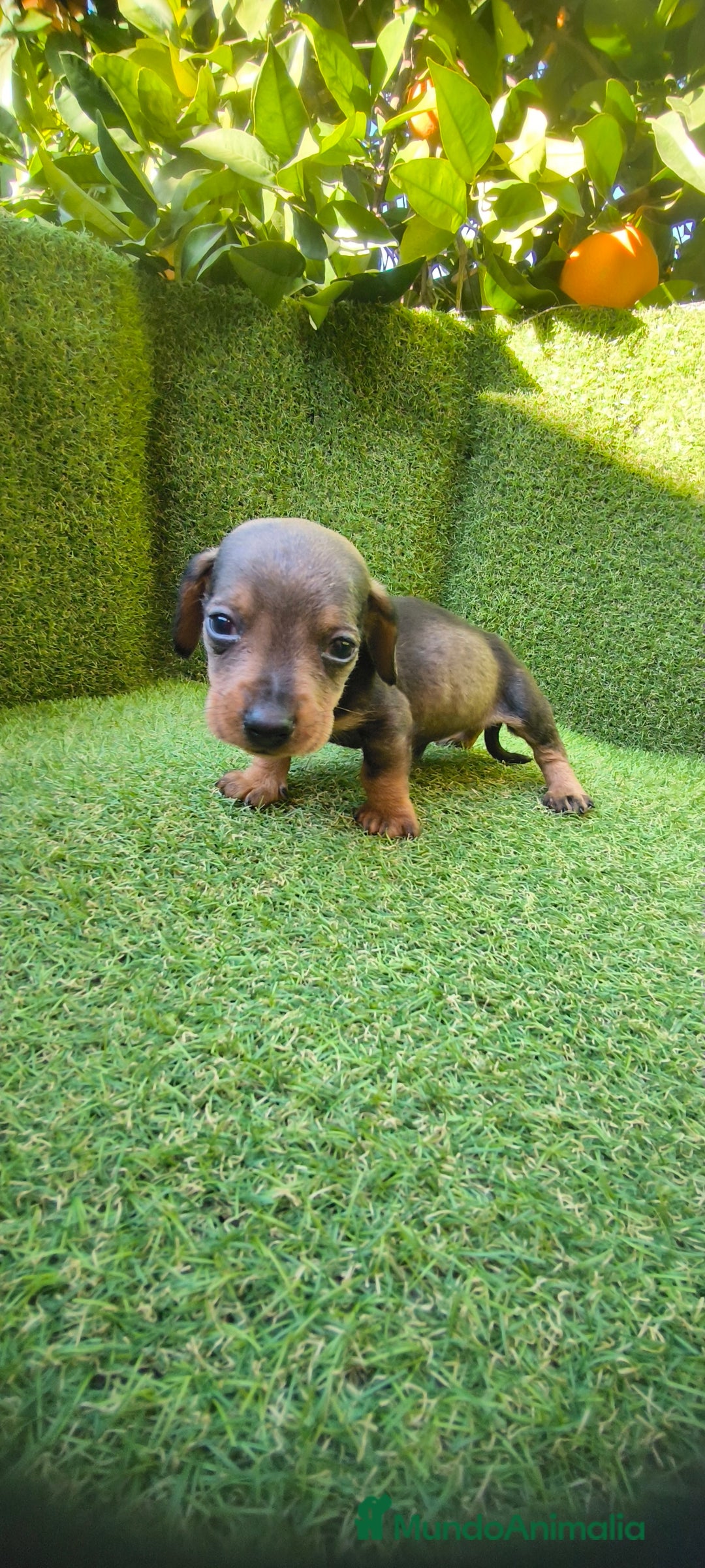 Teckel Miniatura perros en venta: camada teckel miniatura  - Anuncio 2